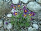 blume_steingarten_001.jpg 